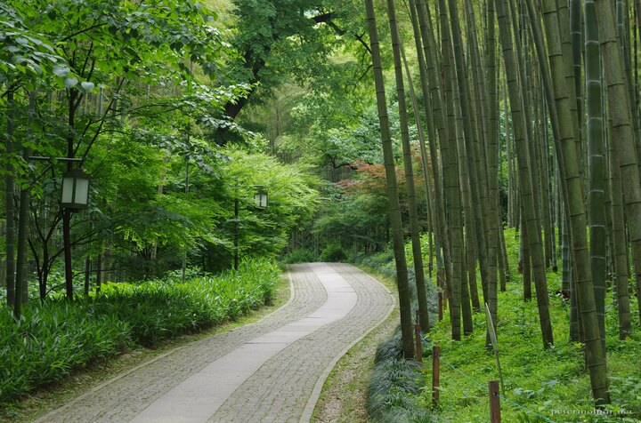 Bamboo Lined Path