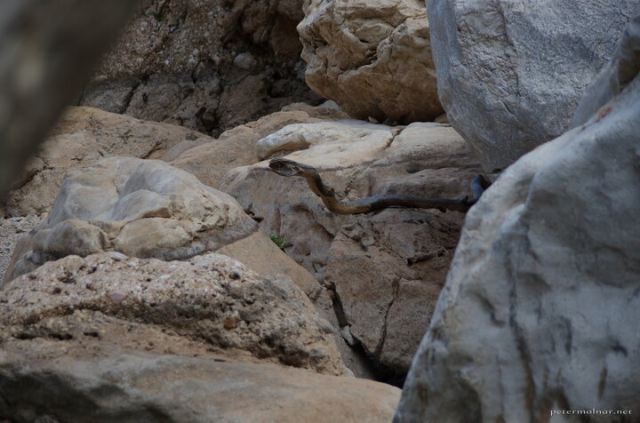 That is not a snake