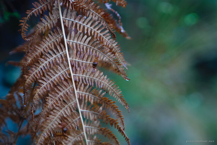 Autumn fern