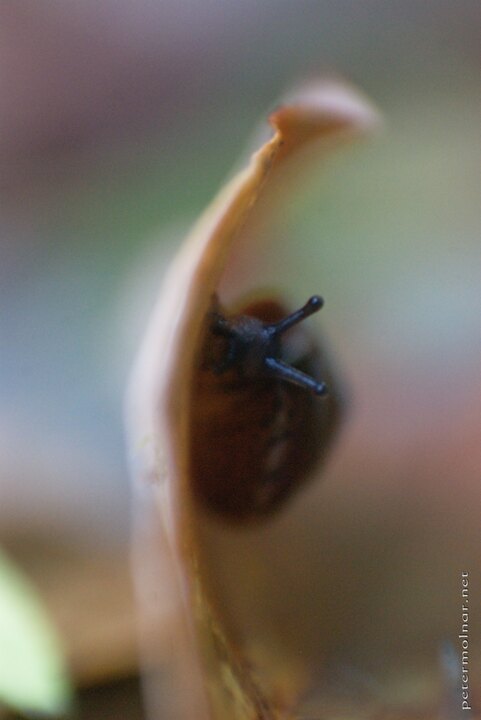 Autumn Impressions - Peeking snail
