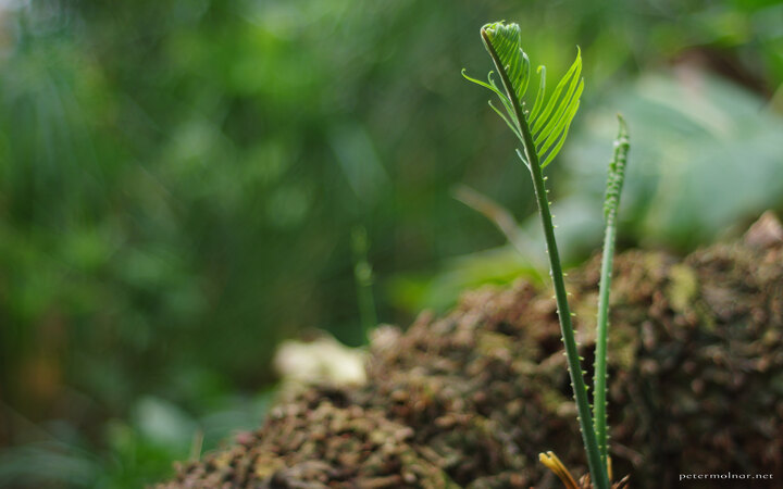 Baby fern