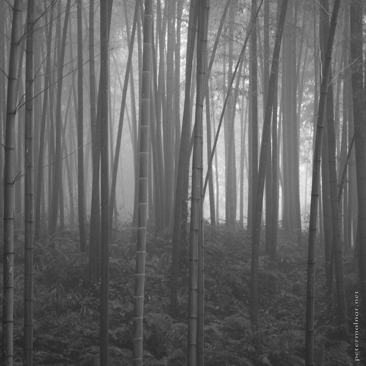 B&W - Shunan Bamboo Sea