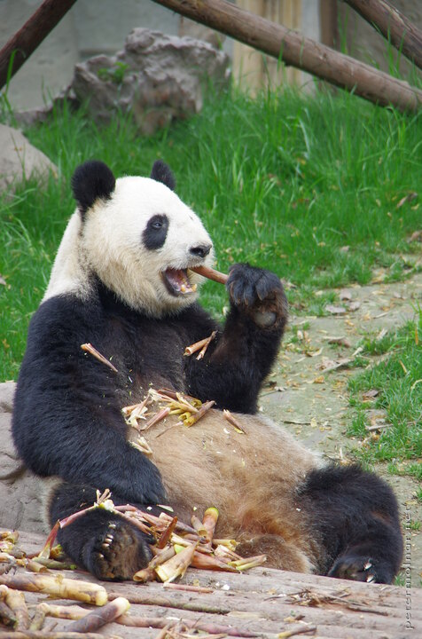 Eating panda 2