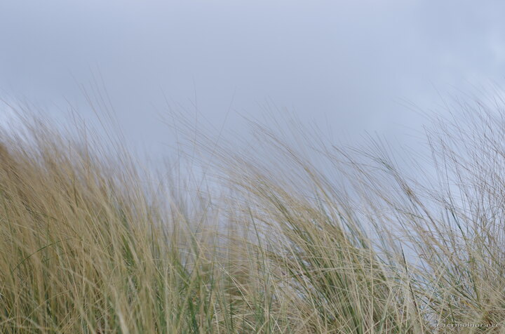 Grass