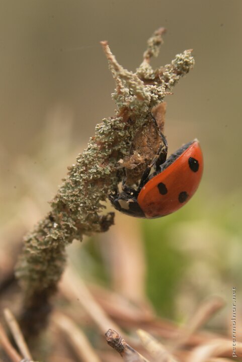 Hidden world - resting ladybird