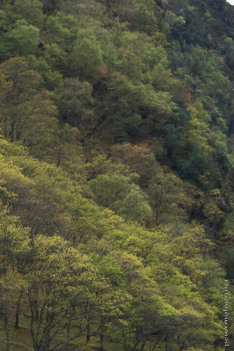 Ireland - Spring Wicklow