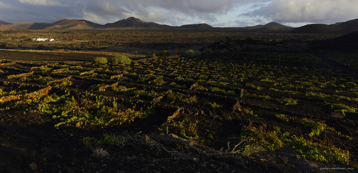Vineyard of La Geria