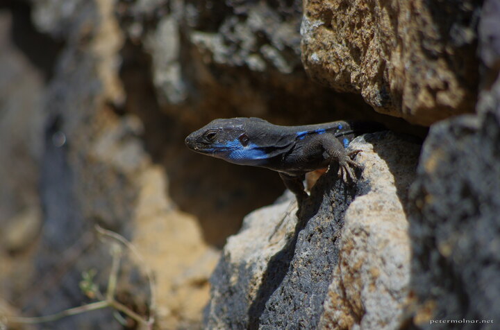 Lizard at La Palma