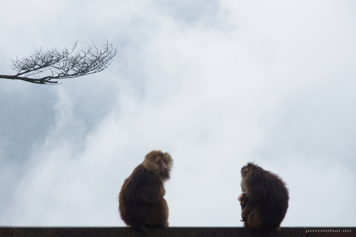 Monkeys of nothingness 2