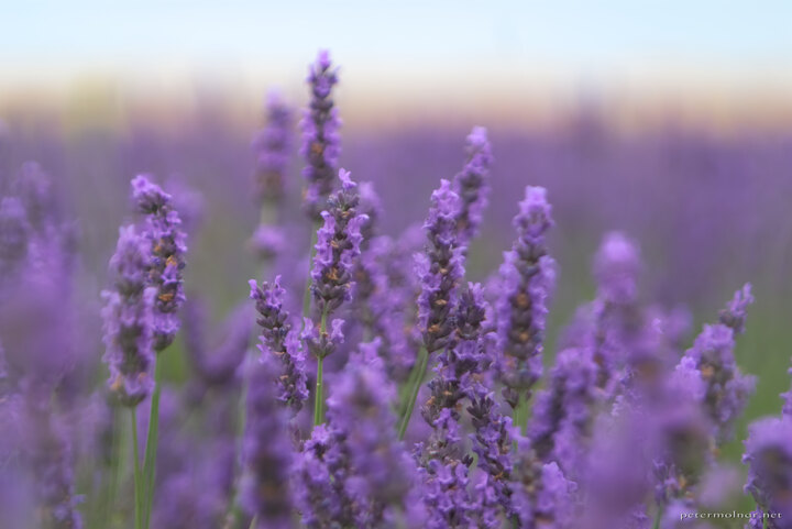 Norfolk Lavender - Late Lavender