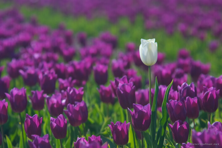 Norfolk tulips - You're all individuals! No, I'm not!
