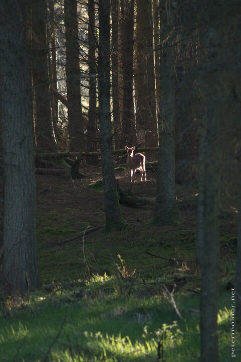 Northern Ireland - Miraculous stag