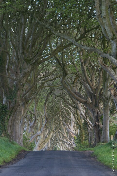 Northern Ireland - The Dark Hedges