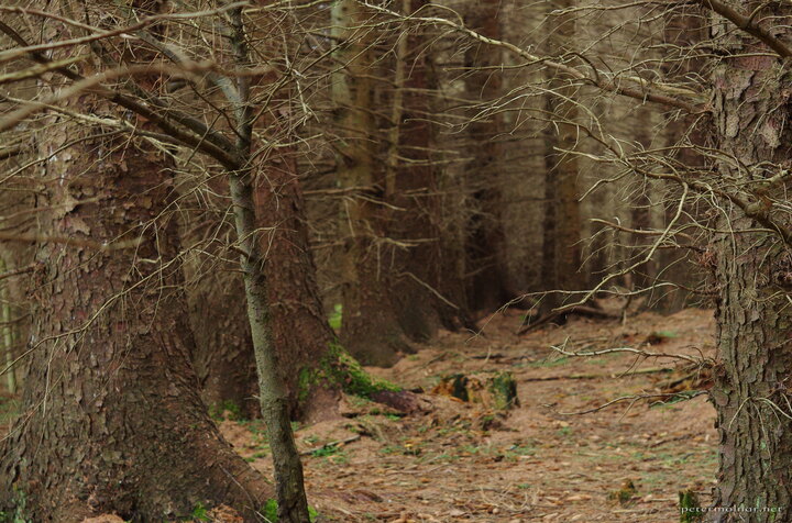 Powerscourt Waterfall Forest - browns