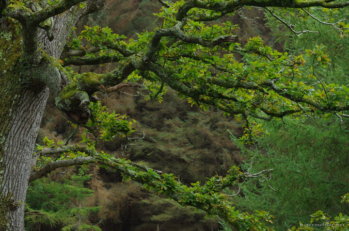 Powerscourt Waterfall Forest - greens