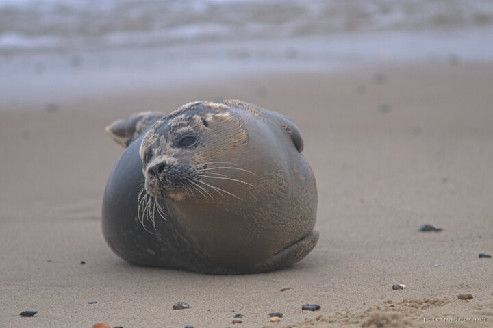 Seals in Norfolk - baby seal