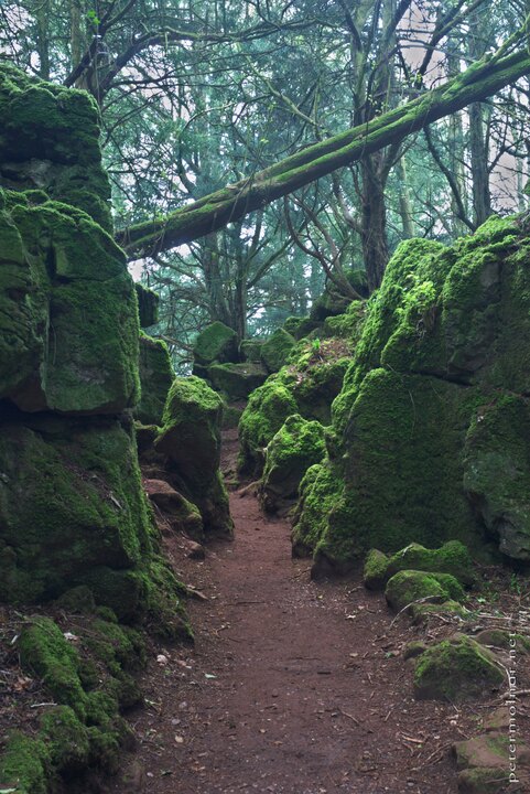 South-West England - Puzzlewood