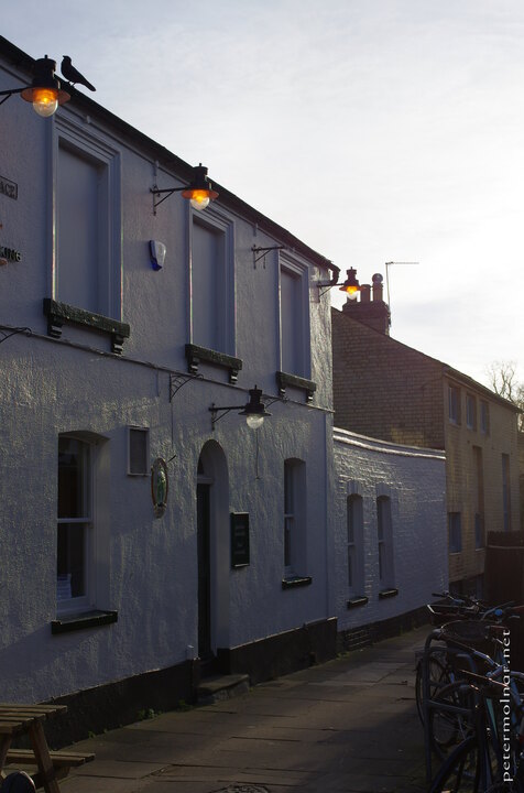 Spot the crow!