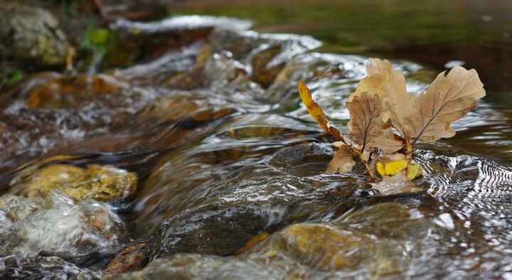 Stream with oak leaves