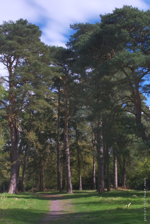 Trees - Blurry Sandringham