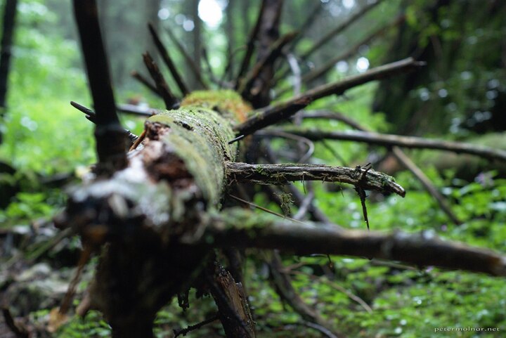 Trees - death of a pine