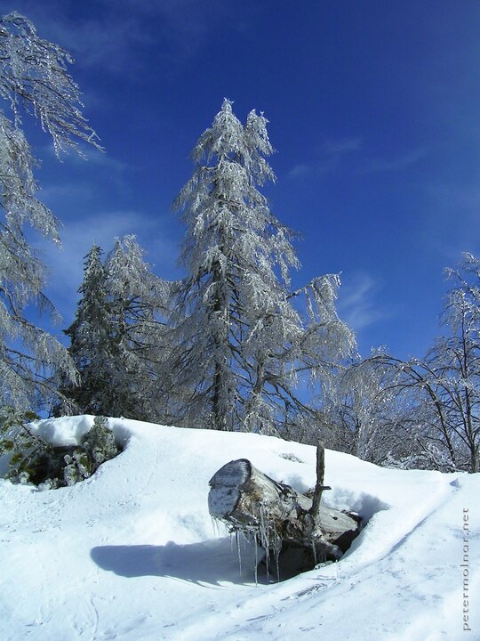 Trees - Forest of ice