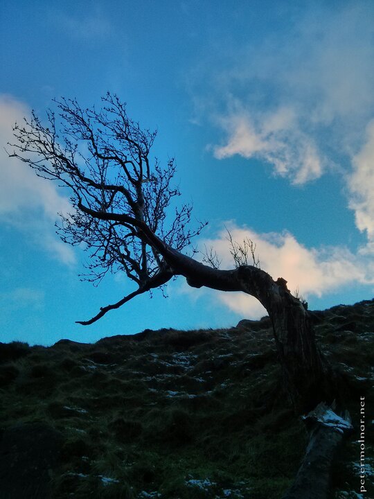 Trees - Nymph of the Peak District