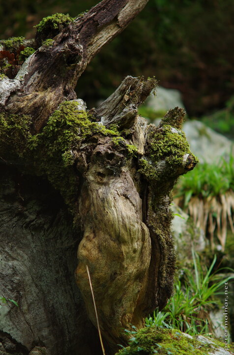 Welsh Forest Spirit