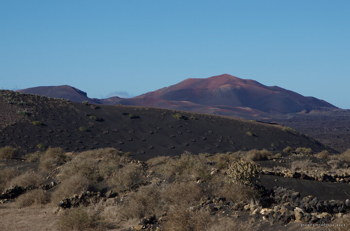 Wine yard on Lanzarote