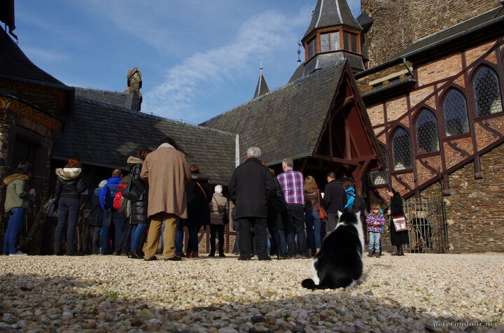 cats-kingdom cats-kingdom