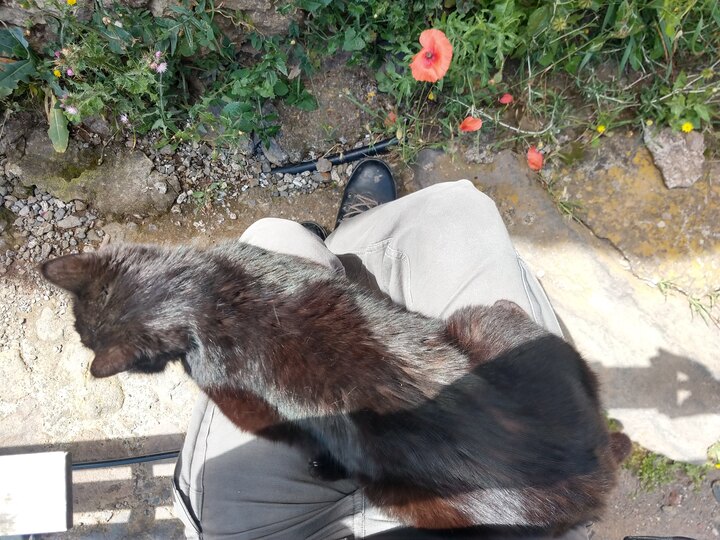 lap-cat being lap-cat