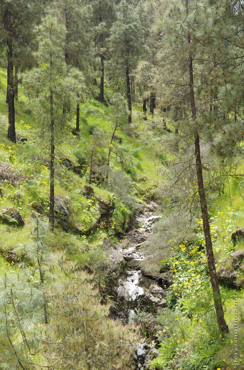 I stopped at a turn, because there was a forest I wanted to check out