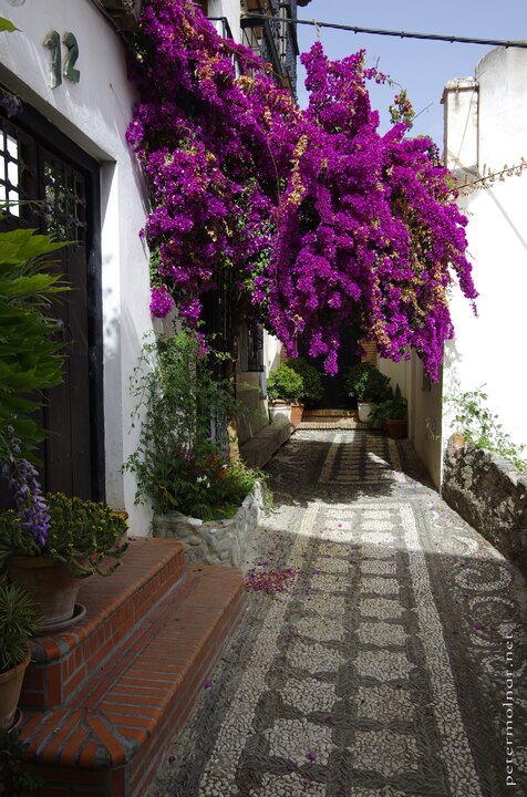 I absolutely love the black and white pebbles for the street, and the
size of whatever flower this is was incredible