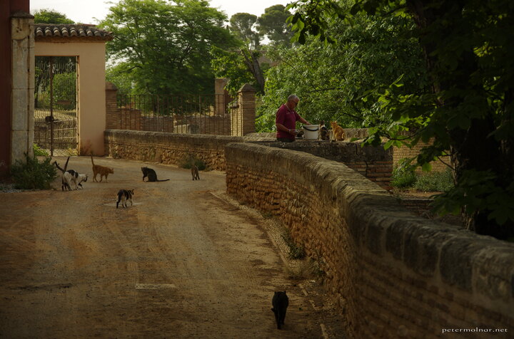 Throughout my sort time I was wondering where the cats are, because I
didn't see any. Apparently they exist.