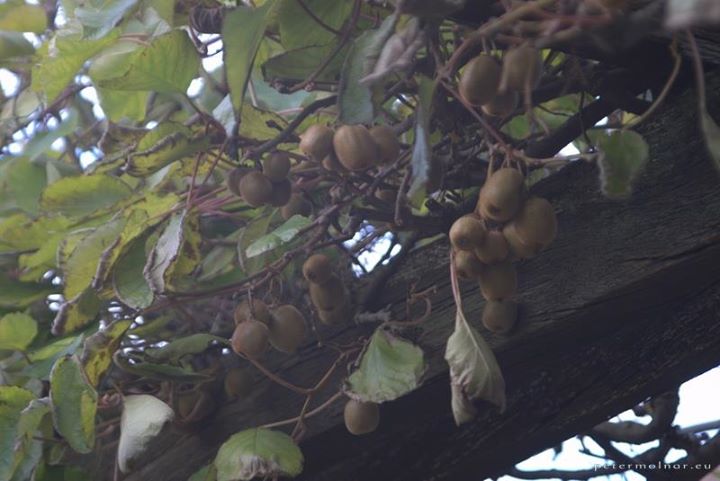 kiwi kiwi