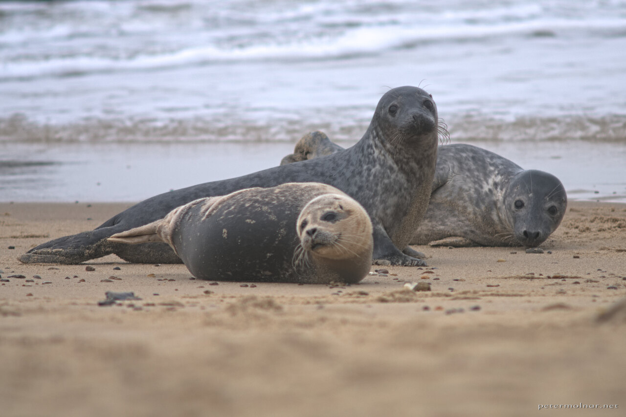 Seals in Norfolk baby seal nursery